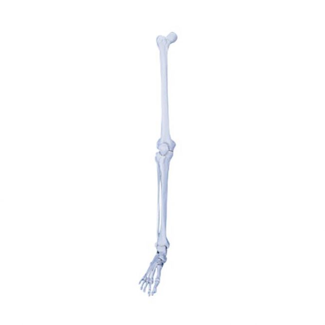 Skeletbeen met voet
